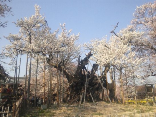 実相寺の山高神代桜